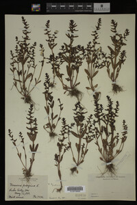 Veronica peregrina image