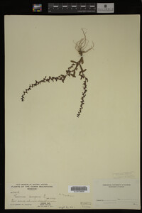 Veronica peregrina image