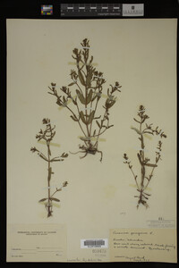 Veronica peregrina image