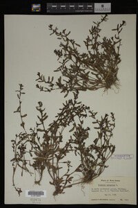 Veronica peregrina image