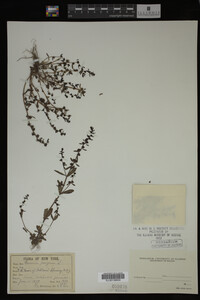 Veronica peregrina image