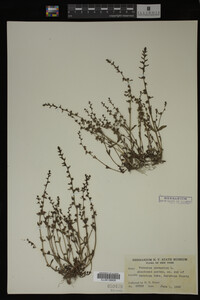 Veronica peregrina image