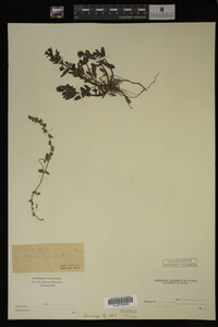 Veronica peregrina image