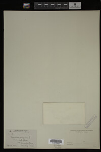 Veronica peregrina image