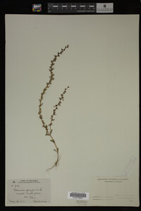 Veronica peregrina image