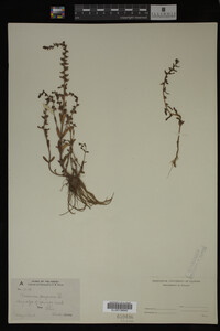Veronica peregrina image