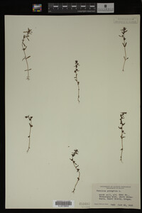 Veronica peregrina image
