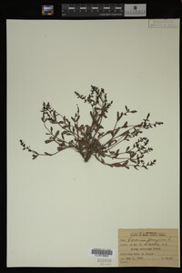 Veronica peregrina image