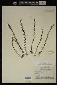 Veronica peregrina image