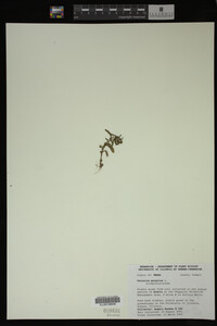 Veronica peregrina image