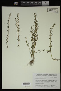 Veronica peregrina image