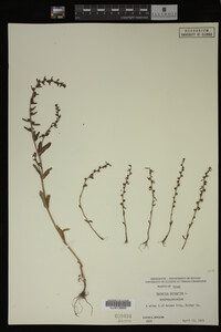 Veronica peregrina image