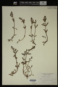 Veronica peregrina image