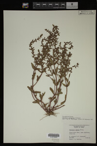 Veronica peregrina image