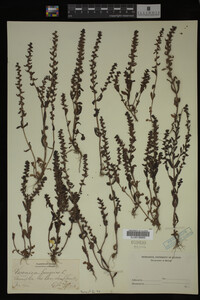 Veronica peregrina image