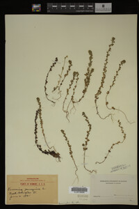 Veronica peregrina image