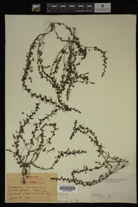 Veronica peregrina image