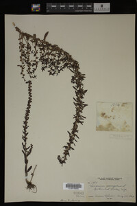 Veronica peregrina image