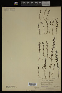 Veronica peregrina image