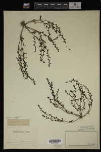 Veronica peregrina image