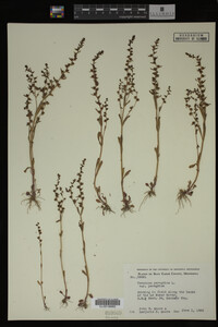 Veronica peregrina image