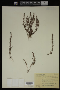Veronica peregrina image