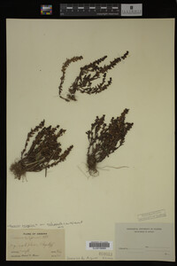 Veronica peregrina image