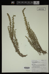 Veronica peregrina image