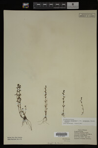 Veronica peregrina image