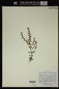 Veronica peregrina image