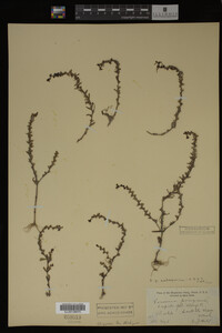 Veronica peregrina var. xalapensis image