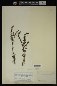 Veronica peregrina image