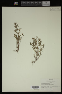Veronica peregrina var. xalapensis image