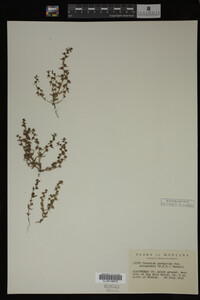 Veronica peregrina image
