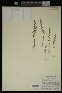 Veronica peregrina image