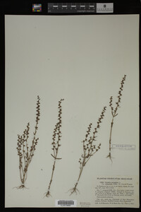 Veronica peregrina var. xalapensis image