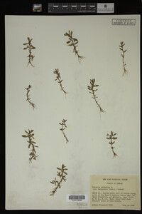 Veronica peregrina image