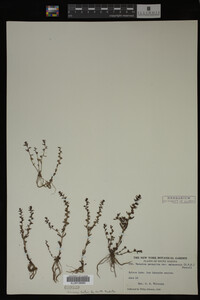 Veronica peregrina image