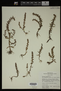 Veronica peregrina image