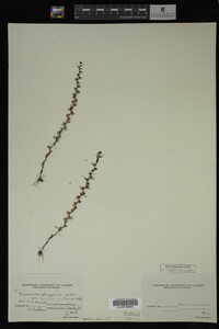 Veronica peregrina var. xalapensis image