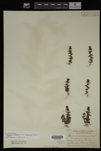 Veronica peregrina image