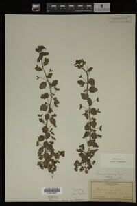 Image Associated With the Occurrence