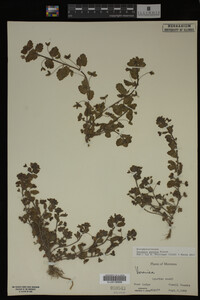 Image Associated With the Occurrence