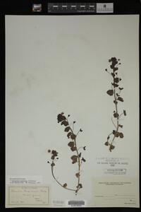 Image Associated With the Occurrence
