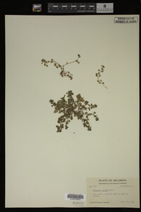 Veronica polita image