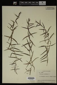Veronica scutellata image