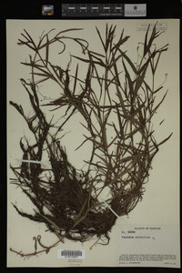 Veronica scutellata image