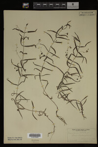 Veronica scutellata image