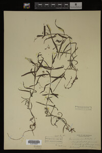 Veronica scutellata image
