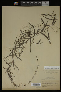 Veronica scutellata image